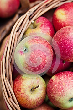 Organic Apples in a Basket outdoor