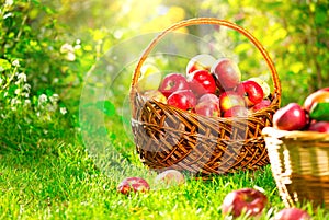 Organic apples in a basket outdoor