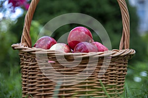 Organic Apples in a Basket outdoor, green grass
