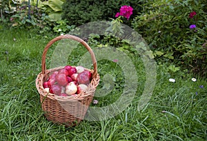 Organic Apples in a Basket outdoor, green grass