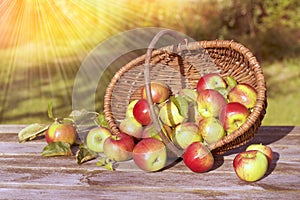 Organic apples in a basket and spilled on the old table with sun rays