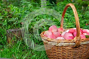 Organic apples in basket in summer grass.
