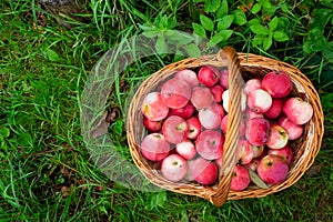 Organic apples in basket in summer grass.