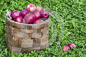 Organic apples in basket in summer grass