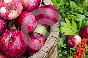 Organic apples in basket in summer grass