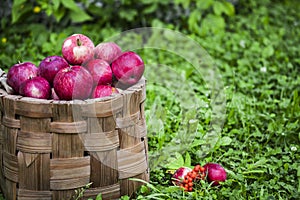 Organic apples in basket in summer grass