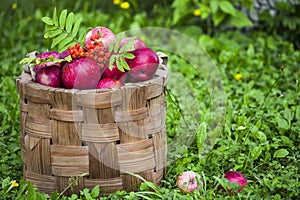 Organic apples in basket in summer grass