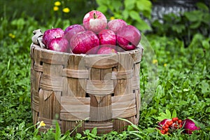 Organic apples in basket in summer grass