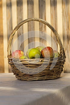 Organic apples in basket in summer grass.