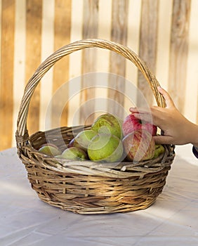 Organic apples in basket in summer grass.