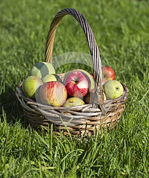 Organic apples in basket in summer grass, on the background of green grass