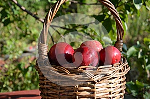 Organic apples in basket in summer grass. Fresh apples in nature.