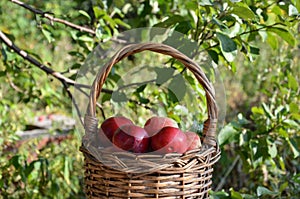 Organic apples in basket in summer grass. Fresh apples in nature.