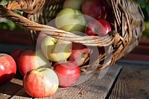Organic apples in basket in summer grass. Fresh apples in nature.
