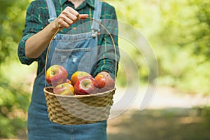 Organic apples in basket in summer grass. Fresh apples in nature