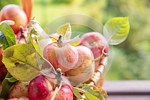 Organic apples in basket in summer grass. Fresh apples in nature.Ripe garden fruits. freshly picked fruit ready to be