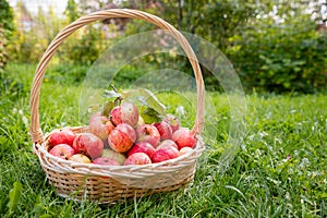 Organic apples in basket in summer grass. Fresh apples in nature.Ripe garden fruits. freshly picked fruit ready to be