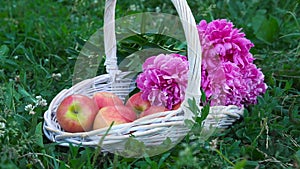 Organic apples in basket in summer grass. Fresh flowers in nature