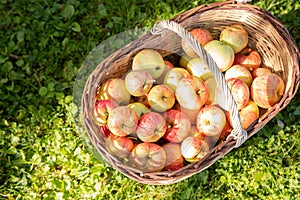 Organic apples in basket in summer grass. Fresh fruits.Apples in the knitted basket on the grass. Wicker basket with