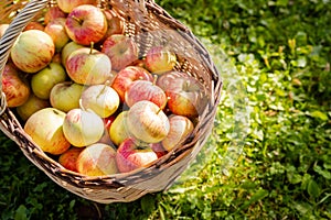 Organic apples in basket in summer grass. Fresh fruits.Apples in the knitted basket on the grass. Wicker basket with ripe, red