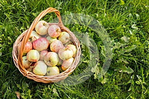 Organic apples in basket in summer grass. Fresh fruits.Apples in the knitted basket on the grass. Wicker basket with ripe, red