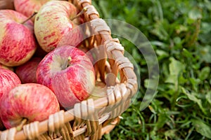 Organic apples in basket in summer grass. Fresh fruits.Apples in the knitted basket on the grass. Wicker basket with ripe, red