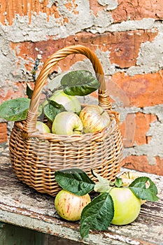 Organic apples in basket in summer grass. Fresh in nature