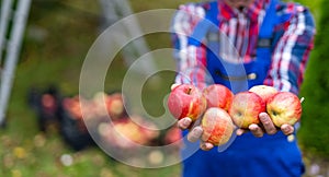 Organic apples in farmer hands. Summer natural red fruit gardening.