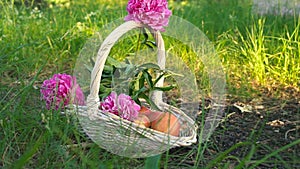Organic apples and flowers in basket in summer grass. Fresh fruit and flowers in nature