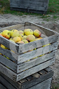 Organic apples gathered in a wooden crate at an orchard photo