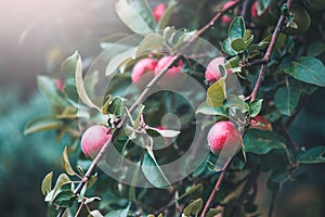 Organic Apples Growing in autumn orchard. Ripe Juicy Red apple hanging on a branch in a garden. Harvest concept