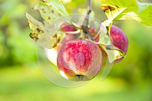 Organic apples hanging from a tree branch in an apple orchard