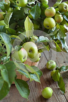 Organic Apples with leaves in the Basket.