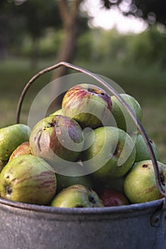Organic apples in a metal bucket
