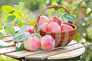 Organic apples and pears in basket on a wooden table, outdoors