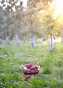 Organic Apples  pouring out in the decorative Basket. Orchard.Garden