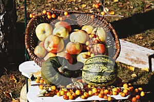 Organic apples and pumpkins in basket autumn themed still life