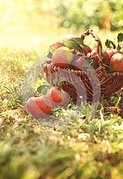 Organic apples in summer grass