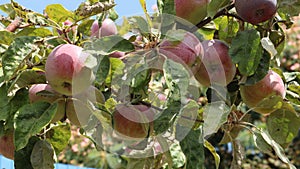 Organic apples on a tree branch on a rural farm