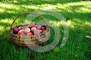 Organic apples in the wicker basket