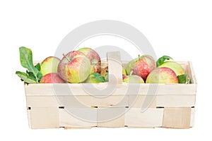 Organic apples in a wide wooden basket. Isolated