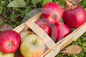 Organic apples in a wooden basket