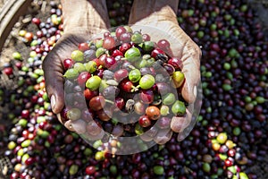 Organic arabica coffee with farmer harvest in farm.harvesting arabica coffee berries by agriculturist hands