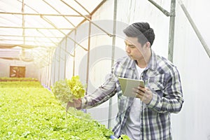 Organic asian man gardeners checking the roots of green salad vegetables with tablet in greenhouse hydroponic nursery farm,Small