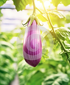 Organic aubergine cultivation in greenhouse with copy space