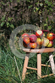 Organic autumn apples in a basket on a wooden table in an orchard