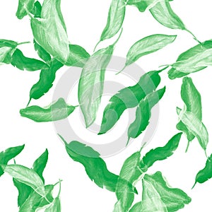 Organic Banana Illustration. Natural Seamless Monstera. Green Tropical Backdrop. Pattern Painting. Watercolor Textile. Floral Plan