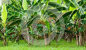 Organic Banana Plantation photo