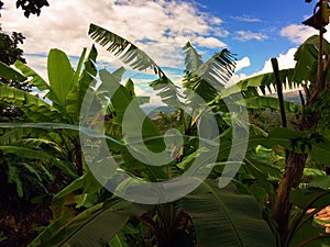 TROPICAL BANANA TREES YUNGUILLA VALLEY ECUADOR photo