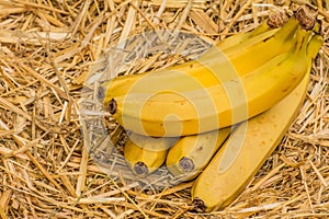 Organic bananas, latin â€“ musa. Banana fruits on natural straw background